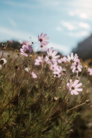 bloemen